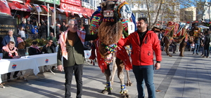 Çanakkale'de "En Güzel Deve Yarışması" düzenlendi
