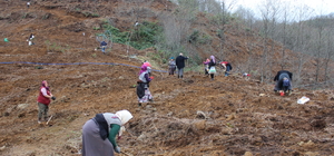 Giresun'da 80 dönüm araziye maviyemiş ve aronya fidanı dikiliyor
