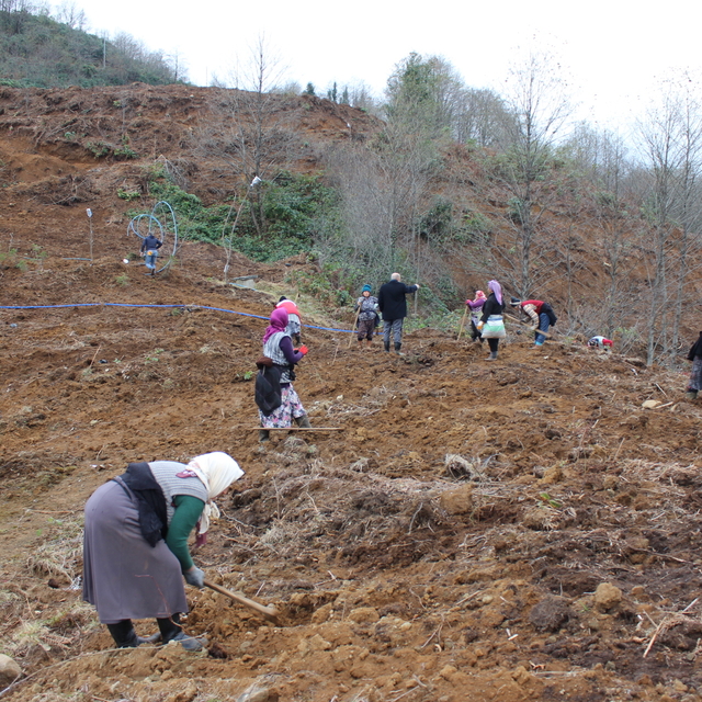 Giresun'da 80 dönüm araziye maviyemiş ve aronya fidanı dikiliyor