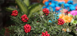 Yılbaşının simgelerinden "kokina" çiçeğine ilgi arttı