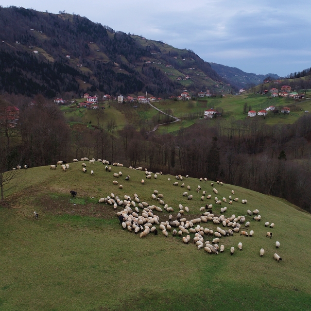 Trabzon'un dik yamaçlarındaki meralarda çobanların mesaisi sürüyor