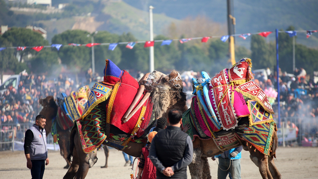 Aydın'da deve güreşi festivali düzenlendi