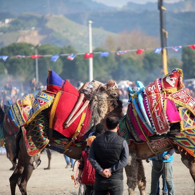 Aydın'da deve güreşi festivali düzenlendi