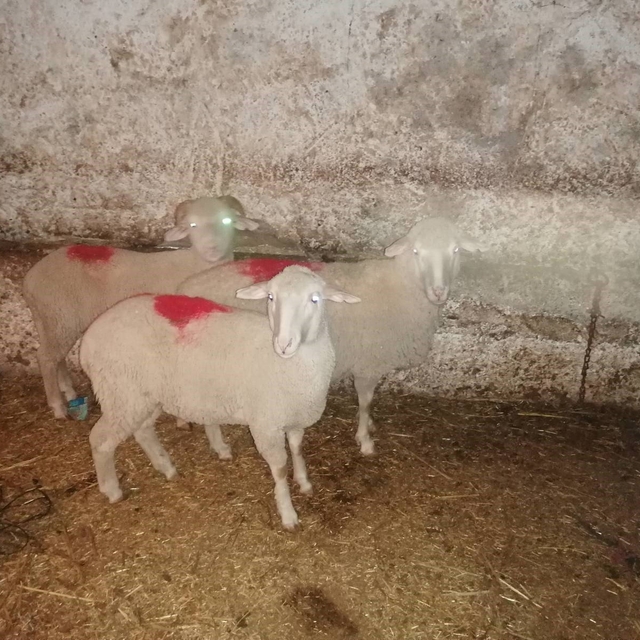 Eskişehir'de asayiş