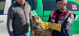 Malatya'da yaralı bulunan kulaklı orman baykuşu tedavi altına alındı