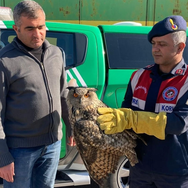 Malatya'da yaralı bulunan kulaklı orman baykuşu tedavi altına alındı