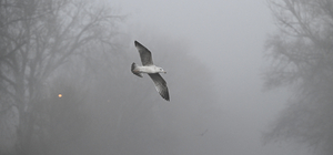 Edirne'de yoğun sis etkili oluyor
