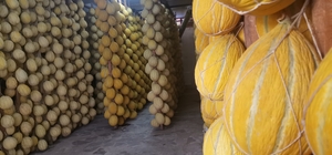 Kırkağaç'ta askıda bekletilen kavunlar yılbaşı öncesi pazara sunuluyor