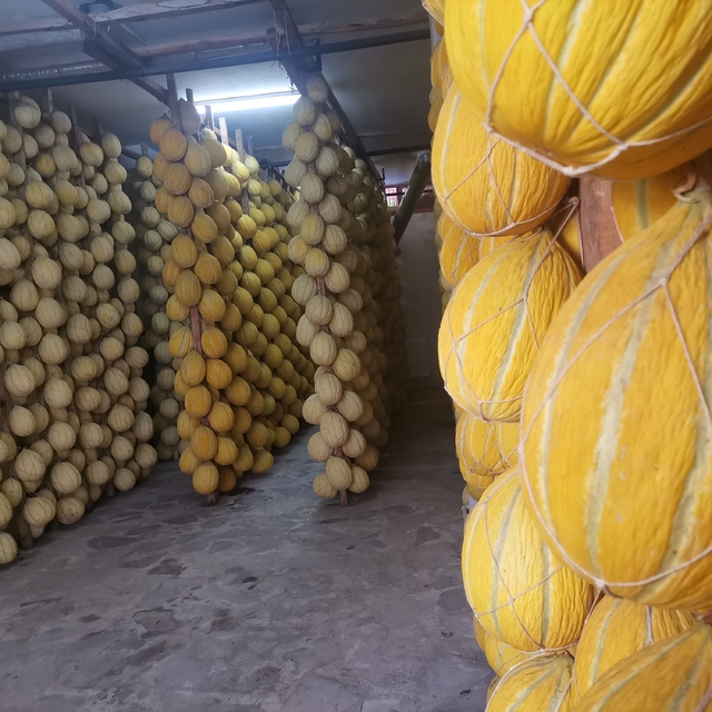 Kırkağaç'ta askıda bekletilen kavunlar yılbaşı öncesi pazara sunuluyor