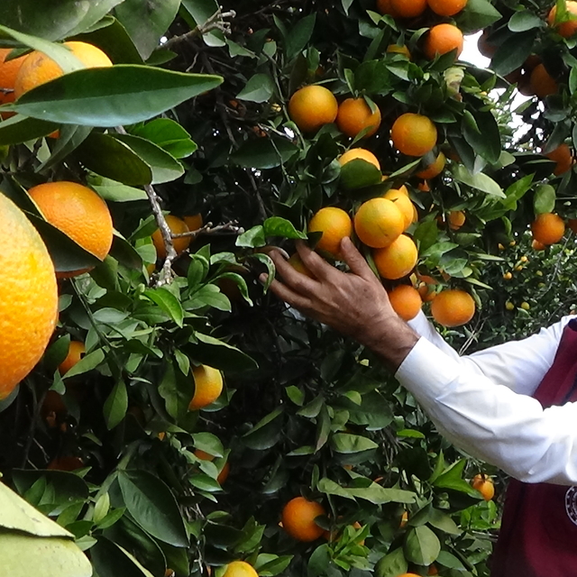 Mersin'de araştırma enstitüsünde yetiştirilen portakallar hasat edildi