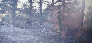 Mersin'de fotokapanla vaşak görüntülendi