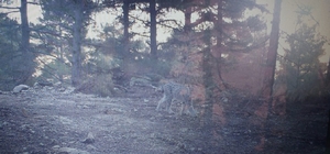 Mersin'de fotokapana vaşak yakalandı