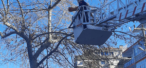 Çınarcık'ta çıktığı ağaçtan inemeyen kediyi itfaiyeciler kurtardı