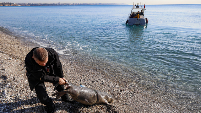 Antalya'nın Konyaaltı sahili açıklarında ölü yavru Akdeniz foku bulundu