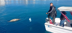 Antalya Körfezi'nde ölü Akdeniz foku bulundu