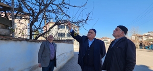 Amasya'da kayısı ağacı aralık ayında çiçek açtı