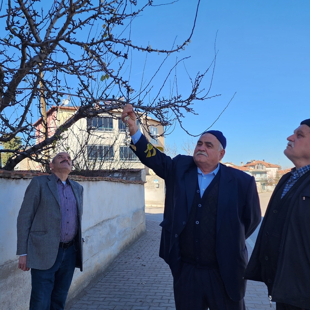 Amasya'da kayısı ağacı aralık ayında çiçek açtı