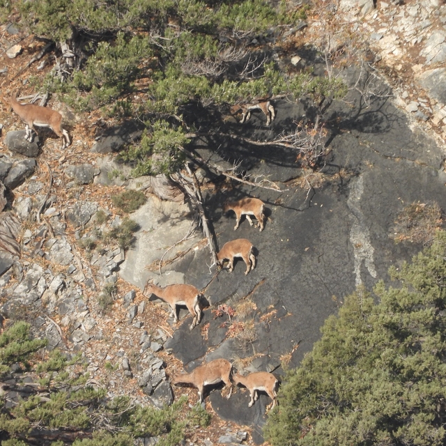 Aladağlar'daki yaban keçisi sayısı 2 bin 604'e ulaştı