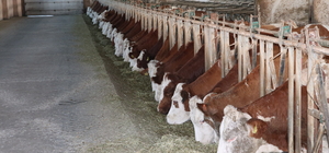 Yozgatlı üretici süt verimini artırmak için ineklere müzik dinletiyor