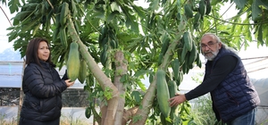 Taylandlı eşi sevdiği için hobi olarak yetiştirmeye başladığı papayayı ihraç ediyor