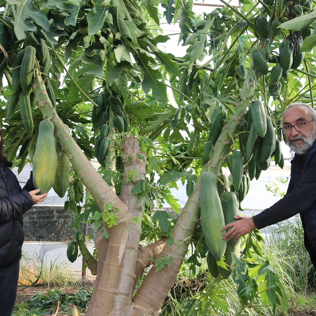 Taylandlı eşi sevdiği için hobi olarak yetiştirmeye başladığı papayayı ihra...