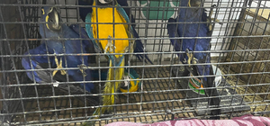 Edirne'de bir kamyonette Türkiye'ye kaçak getirildiği belirlenen cins kuşlar ele geçirildi