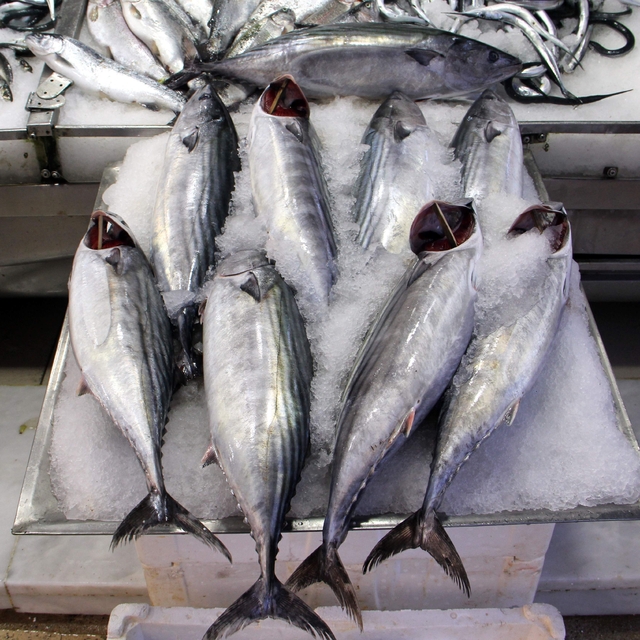 Sinop'ta avlanan torikler tanesi 400 liradan satışa sunuldu