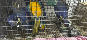 Edirne'de, kamyonette 124 kuş ele geçirildi