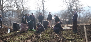 Keles'te oluşturulan örnek salep bahçesine 10 bin fide dikildi