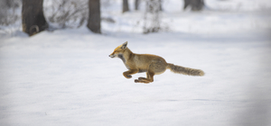 Tunceli'de tilkinin karlı arazide yiyecek arayışı görüntülendi