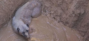 Bingöl'de çukura düşen köpeği itfaiye ekipleri kurtardı