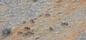 Malatya'da dağ keçileri görüldü