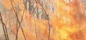 Sakarya'da ormanda yangın