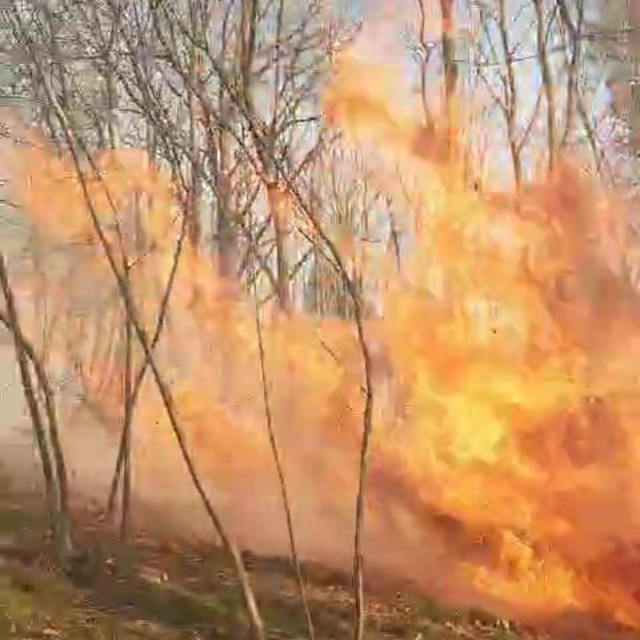 Sakarya'da ormanda yangın