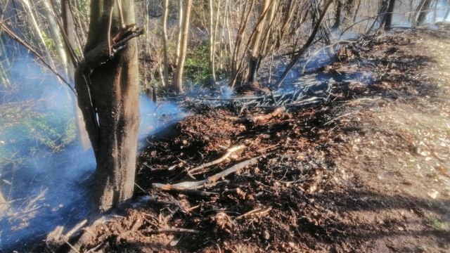 Sakarya'da ormanda yangın (2)