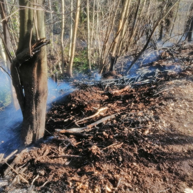 Sakarya'da ormanda yangın (2)
