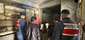 Adıyaman'da kaybolan 16 büyükbaş hayvan dron yardımıyla bulundu