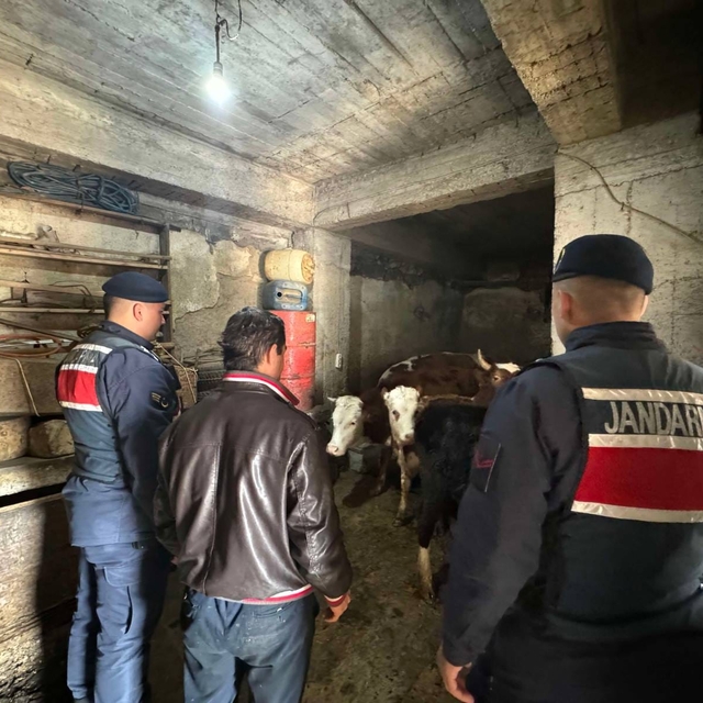 Adıyaman'da kaybolan 16 büyükbaş hayvan dron yardımıyla bulundu