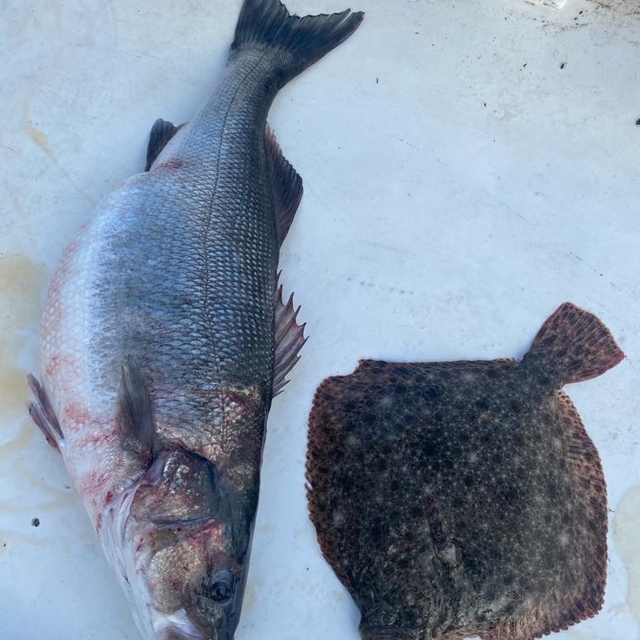 Kastamonulu balıkçının ağına 11 kilogramlık levrek takıldı