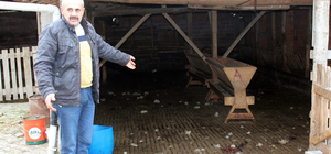 Kütahya'da sahipsiz köpekler 20 küçükbaş hayvanı telef etti