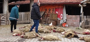 Kütahya'da sokak köpekleri 22 koyunu öldürdü