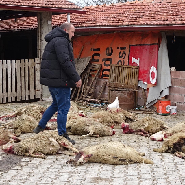 Kütahya'da sokak köpekleri 22 koyunu öldürdü