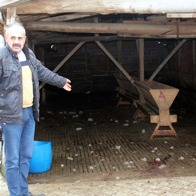 Kütahya'da sahipsiz köpekler 20 küçükbaş hayvanı telef etti