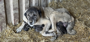 Başkan Demircan'dan barınakta köpek ölümlerine ilişkin açıklama