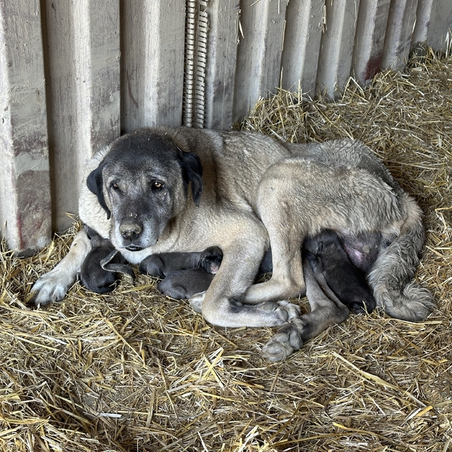 Başkan Demircan'dan barınakta köpek ölümlerine ilişkin açıklama