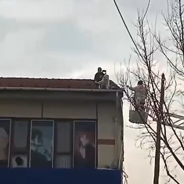 Ekipler seferber oldu; 2 katlı binanın çatısına çıkan köpek, sahibi gelince...