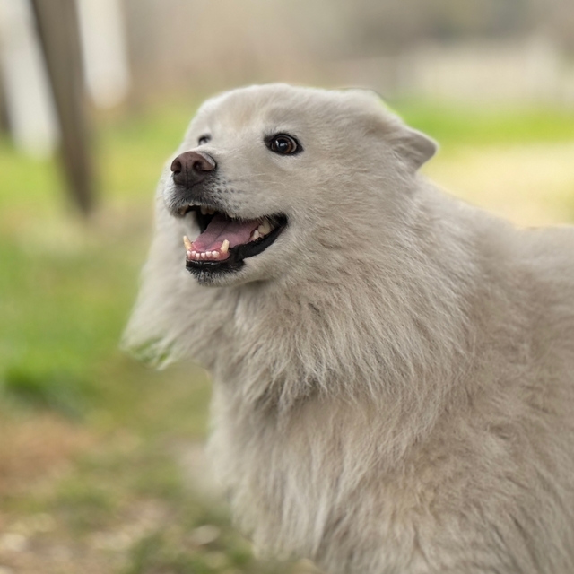 Düzce'de çatıda mahsur kalan köpek kurtarıldı
