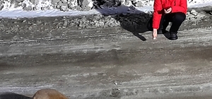 Artvin'de yolda karşılaştıkları tilkileri tavuk eti ve ekmekle beslediler