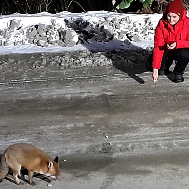 Artvin'de yolda karşılaştıkları tilkileri tavuk eti ve ekmekle beslediler