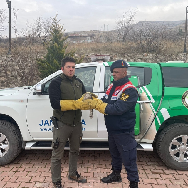 Malatya'da yaralı bulunan atmaca tedavi altına alındı